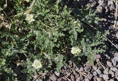 Chamaesaracha coniodes