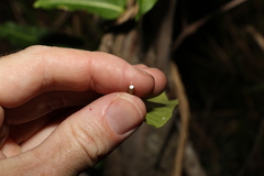 Leichhardtia lloydii