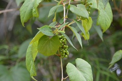 Vitis tiliifolia