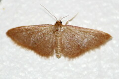 Idaea demissaria