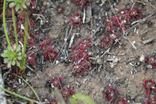 Drosera occidentalis