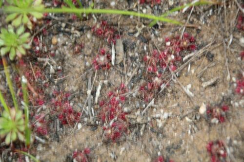 Drosera occidentalis