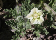 Chamaesaracha coniodes