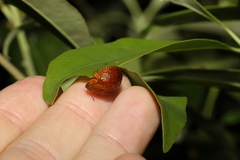 Paropsisterna cloelia
