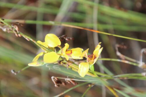 Image of Diuris emarginata by (c) Em Lamond, some rights reserved (CC BY)
