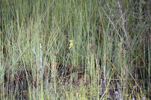 Image of Diuris emarginata by (c) Em Lamond, some rights reserved (CC BY)