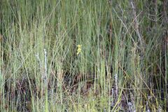 Diuris emarginata