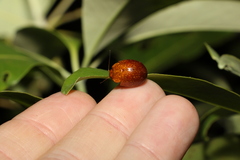 Paropsisterna cloelia