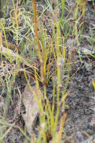 Image of Diuris emarginata by (c) Em Lamond, some rights reserved (CC BY)