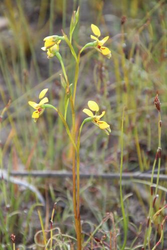 Image of Diuris emarginata by (c) Em Lamond, some rights reserved (CC BY)