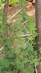 Vachellia karroo