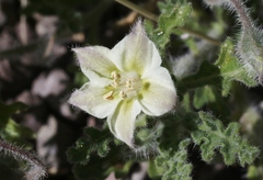 Chamaesaracha coniodes