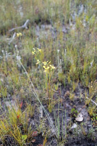 Image of Diuris emarginata by (c) Em Lamond, some rights reserved (CC BY)