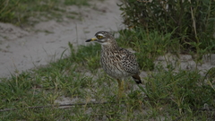 Burhinus capensis