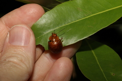 Paropsisterna cloelia