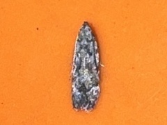 Anacampsis