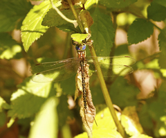 Austrogynacantha heterogena