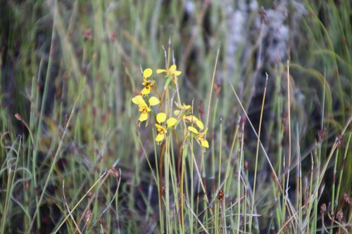 Tall Donkey orchid (Diuris emarginata)