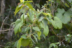 Vitis tiliifolia