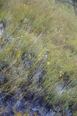 Diuris emarginata