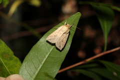 Mythimna decisissima