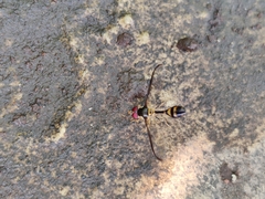 Ischiodon scutellaris