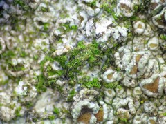 Desmococcus olivaceus