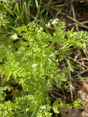 Chaerophyllum tainturieri