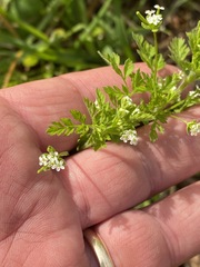 Chaerophyllum tainturieri