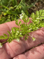 Chaerophyllum tainturieri