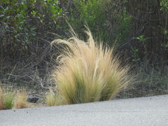 Nassella tenuissima