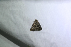 Condica aroana