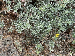 Camissoniopsis cheiranthifolia