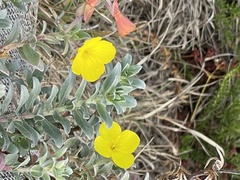 Camissoniopsis cheiranthifolia