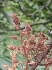 Peltophorum pterocarpum