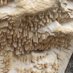 Subantrodia juniperina