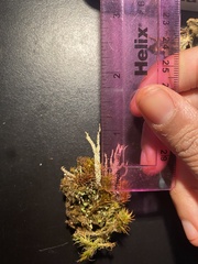 Cladonia subsquamosa