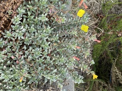 Camissoniopsis cheiranthifolia