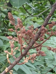 Peltophorum pterocarpum