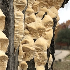 Subantrodia juniperina