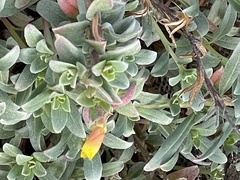 Camissoniopsis cheiranthifolia