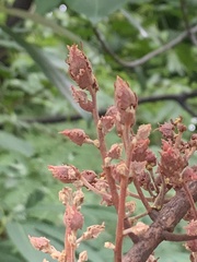 Peltophorum pterocarpum