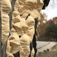 Subantrodia juniperina