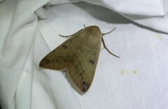Ophiusa disjungens