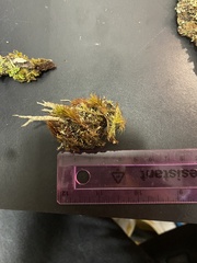 Cladonia subsquamosa