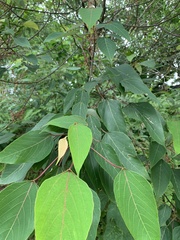 Peltophorum pterocarpum