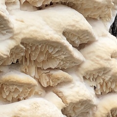 Subantrodia juniperina