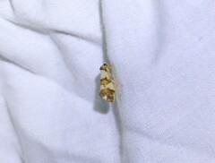 Philenora aspectalella