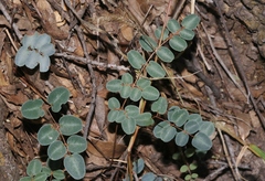 Pellaea intermedia