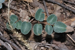 Pellaea intermedia